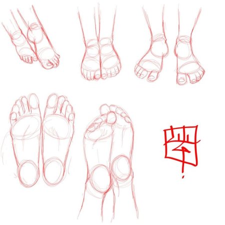 Стопа референс анатомия