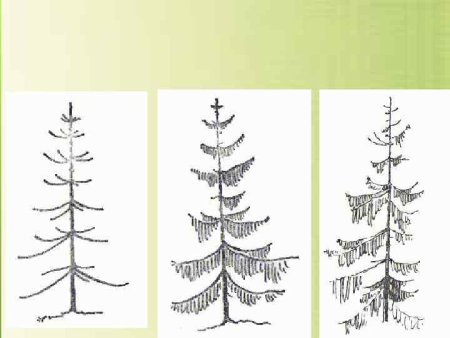 Схема рисования елки