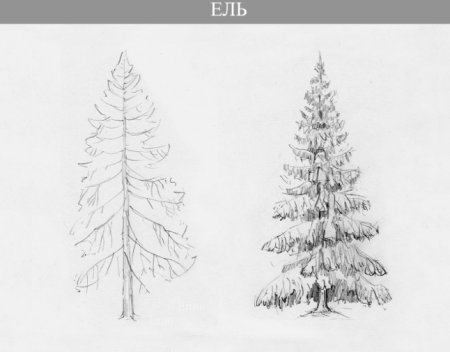 Рисование елка в подготовительной группе