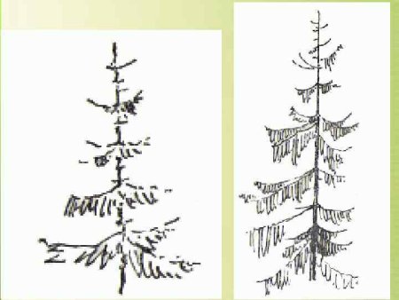 Новогодняя елка рисование 1 класс