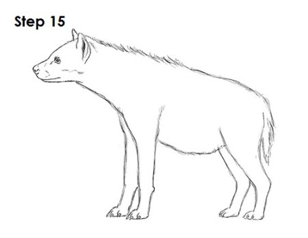 Draw Hyena in Stages