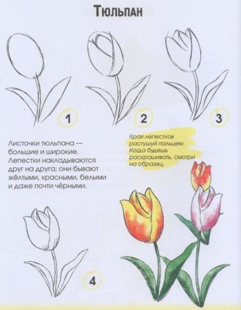 Этапы рисования тюльпана для дошкольников