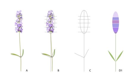 Соцветие лаванды карандашом