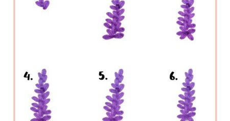 Лаванда рисунок карандашом поэтапно