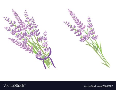 Лаванда рисунок пошагово