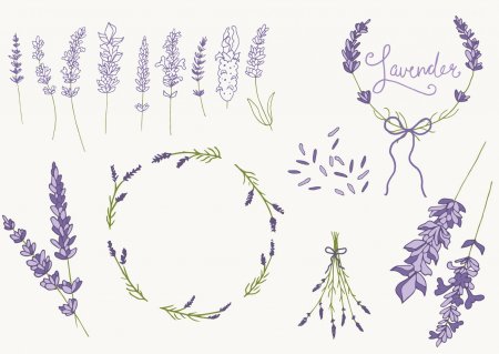 Графическое изображение лаванды