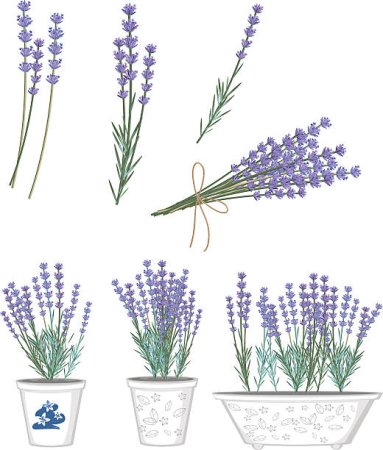 Лаванда цветными карандашами