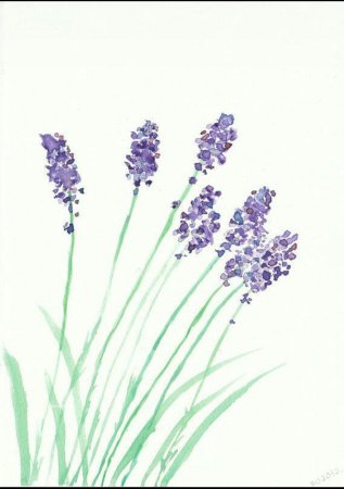 Рисунок для срисовки фломастером Лаванда