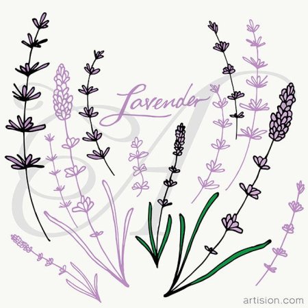 Веточка лаванды контур