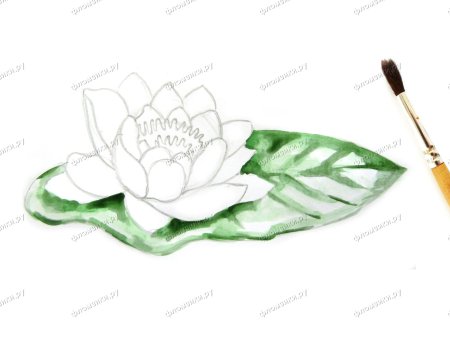 Кувшинка белая для срисовки