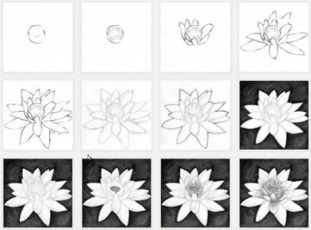Поэтапное рисование лотоса
