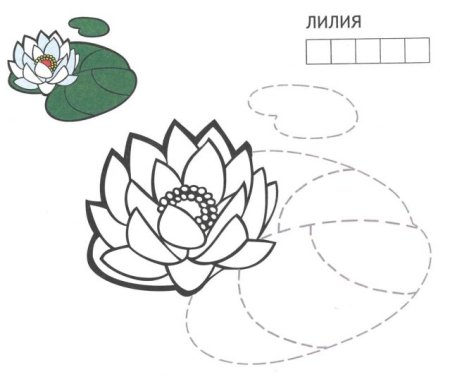 Раскраска цветок кувшинка