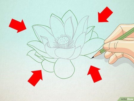 Поэтапный рисунок Лотос