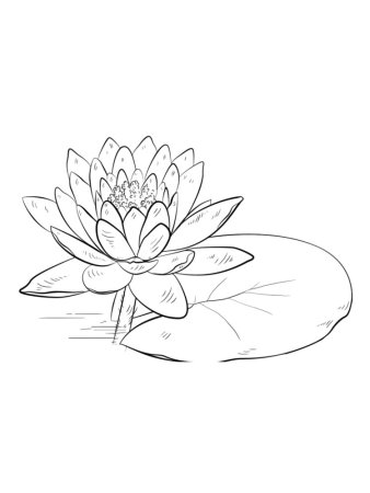 Кувшинка белая водяная Лилия