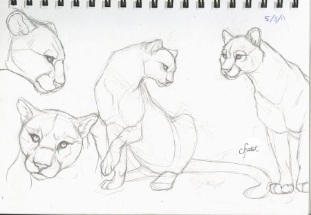 Рисунок Пумы карандашом для срисовки