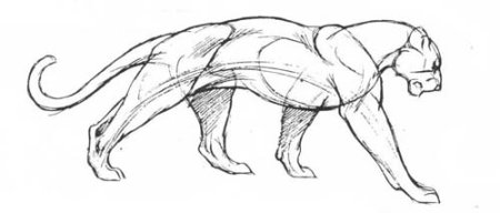 Анатомия пантеры для рисования