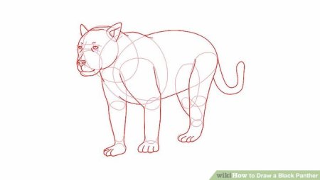 Пантера рисунок карандашом для детей легкий
