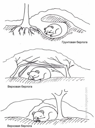 Картинка медведь в берлоге раскраска
