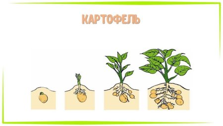 Рост растения схема