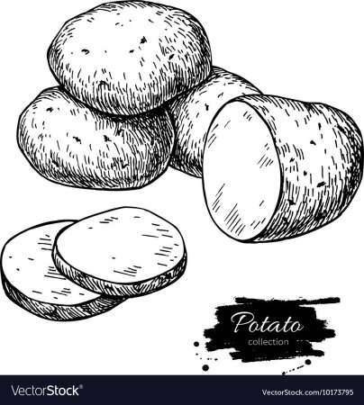 Картошка рисунок для детей