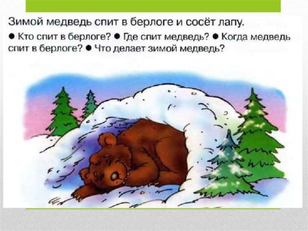 Медведь зимой спит в берлоге