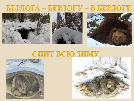 Медведь готовится к зиме