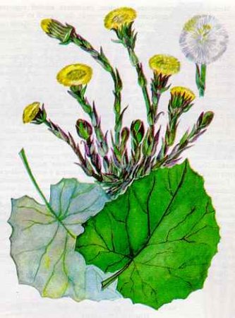 Рисование цветов мать - и –мачеха).