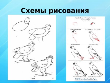 Кобчик рисунок пошагово