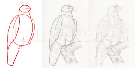 Рисование орла поэтапно