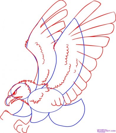 Рисунок Беркута легко