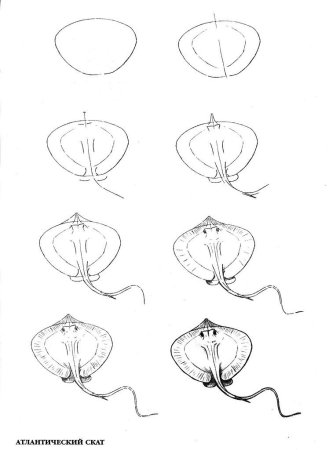 Скат поэтапное рисование