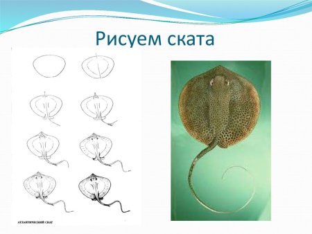 Как нарисовать ската