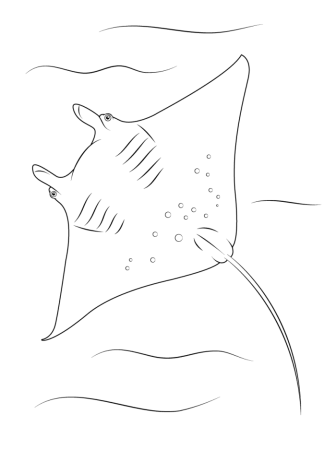 Дельфин рисунок