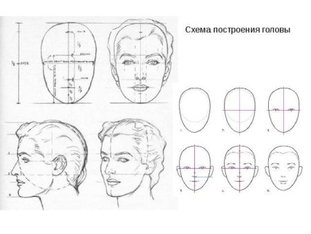 Рисование головы человека пропорции головы 6 класс