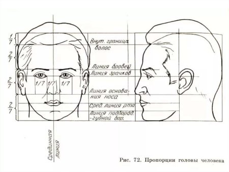 Рисование головы человека пропорции головы