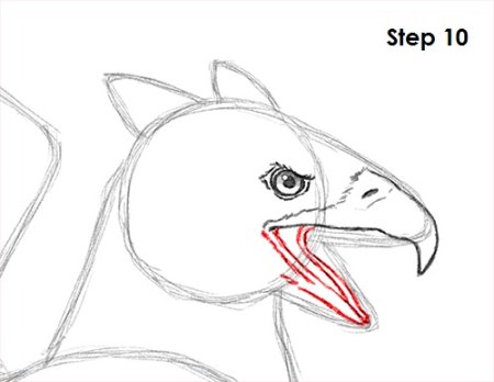 Как нарисовать морду грифона с разных сторон