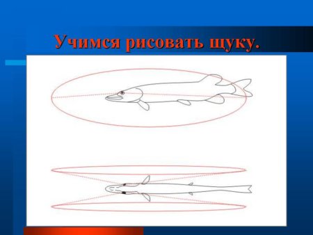 Учусь рисовать щуку