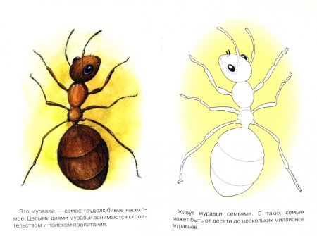 Муравей вопросик и мудрая черепаха