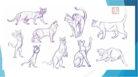 Коты Воители морды референс