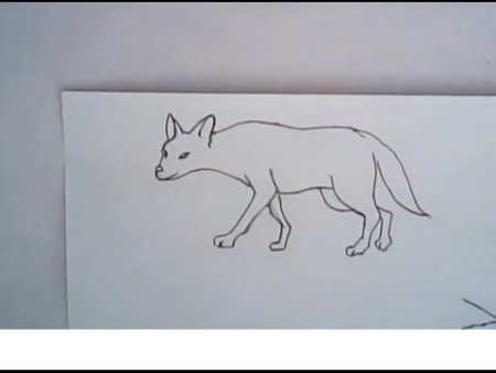 Шакал рисунки легкие