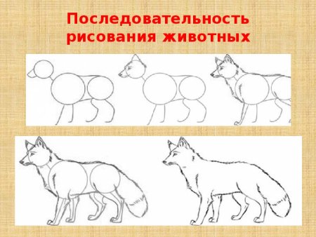 Этапы рисования волка