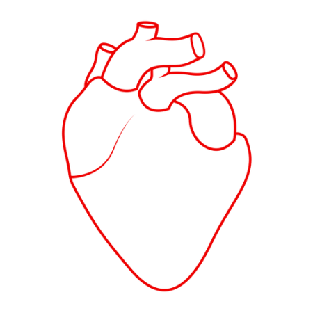 Сердце человека раскраска