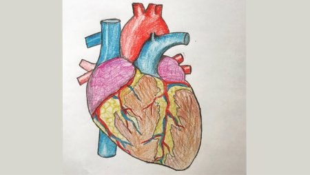 Сердце человека для срисовки