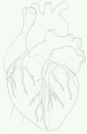Сердце зарисовка
