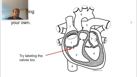 Строение сердца без подписей