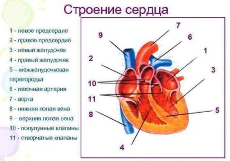Строение сердца человека схема