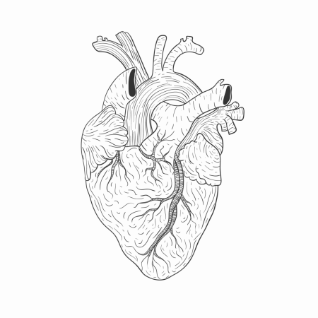 Серце человека черо белое