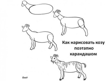 Рисунок козы пошагово