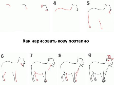 Поэтапное рисование козла