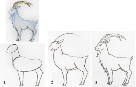 Поэтапный рисунок козы